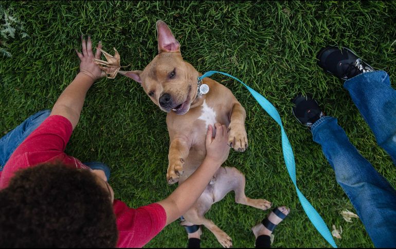 Aunque el confinamiento obligó al cierre de refugios, los llamados que se hicieron para adoptar mascotas tuvieron una respuesta abrumadora. AFP / A. Drehsler
