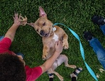 Aunque el confinamiento obligó al cierre de refugios, los llamados que se hicieron para adoptar mascotas tuvieron una respuesta abrumadora. AFP / A. Drehsler