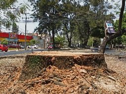 De octubre de 2018 a la fecha, el Ayuntamiento tapatío reporta 379 denuncias por tala de árboles en la ciudad (en la foto, Paseo de la Arboleda). EL INFORMADOR/A. Camacho