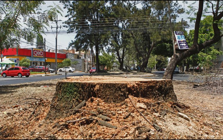 De octubre de 2018 a la fecha, el Ayuntamiento tapatío reporta 379 denuncias por tala de árboles en la ciudad (en la foto, Paseo de la Arboleda). EL INFORMADOR/A. Camacho