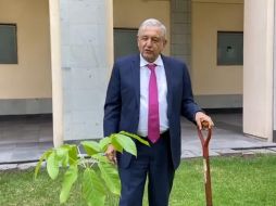 López Obrador indicó que estos árboles tropicales tardan entre 12 y 20 años para dar flor. ESPECIAL/CAPTURA DE VIDEO