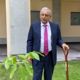López Obrador siembra árboles tropicales en Palacio Nacional