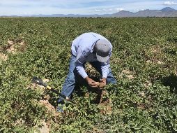 El Inegi menciona que el PIB de las actividades primarias aumentó 0.5 por ciento en este mismo periodo. EFE / ARCHIVO