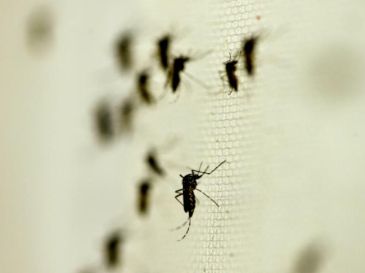 En 2019, Jalisco fue el Estado más afectado por el dengue al contabilizar 11 mil 272 personas enfermas. NTX / ARCHIVO