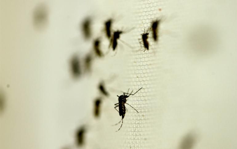 En 2019, Jalisco fue el Estado más afectado por el dengue al contabilizar 11 mil 272 personas enfermas. NTX / ARCHIVO