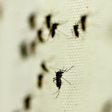 En 2019, Jalisco fue el Estado más afectado por el dengue al contabilizar 11 mil 272 personas enfermas. NTX / ARCHIVO