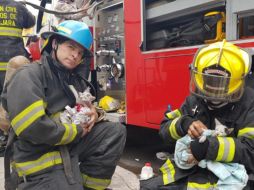 Los gatitos estaban intoxicados y tuvieron que ser reanimados. ESPECIAL / Bomberos Guadalajara