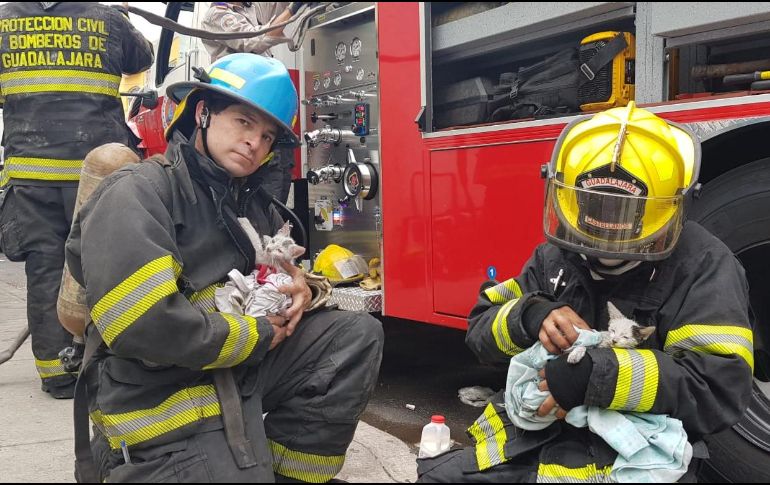 Los gatitos estaban intoxicados y tuvieron que ser reanimados. ESPECIAL / Bomberos Guadalajara