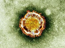 Expertos internacionales encargado de declarar la emergencia internacional por COVID-19 pidió a la OMS identificar la fuente zoonótica del virus y la ruta de introducción a la población humana. AFP/Archivo