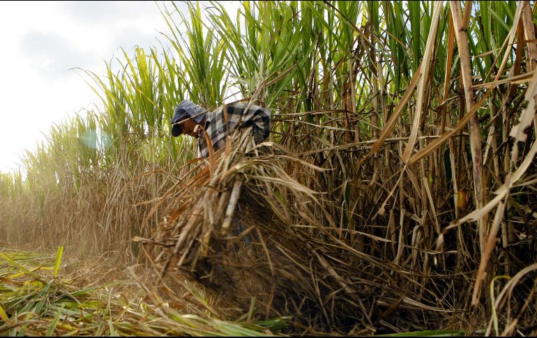 Para el presente ciclo azucarero, México podrá exportar a ese país un máximo de hasta un millón 421 mil 901 toneladas métricas. EL INFORMADOR / ARCHIVO