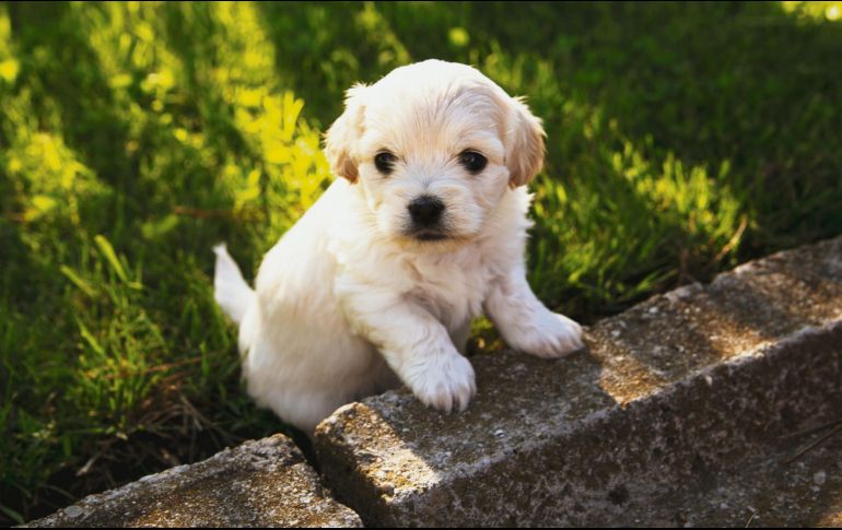 CACHORRITOS. Cuida al máximo de la salud del mejor amigo del hogar. PIXABAY