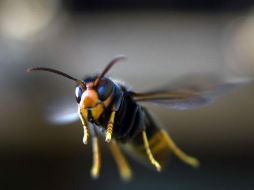Los avispones gigantes podrían matar a un humano si lo pican múltiples veces. GETTY IMAGES