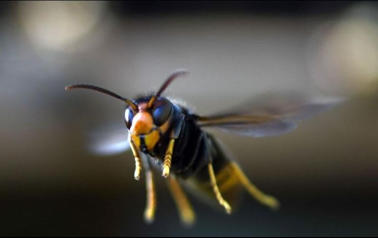 Los avispones gigantes podrían matar a un humano si lo pican múltiples veces. GETTY IMAGES