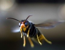Los avispones gigantes podrían matar a un humano si lo pican múltiples veces. GETTY IMAGES