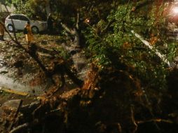 Personal de Parques y Jardines se encuentra en la colonia Miravalle para retirar el árbol caído. EL INFORMADOR / ARCHIVO