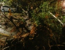 Personal de Parques y Jardines se encuentra en la colonia Miravalle para retirar el árbol caído. EL INFORMADOR / ARCHIVO