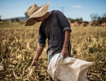 En la asignación del presupuesto de este año, figura el Programa para el Fomento a la Producción y Tecnificación del Campo que cuenta con 120 MDP. EL INFORMADOR / ARCHIVO