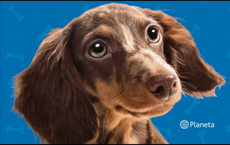 Aprender de los perros, escrito por Lina Palafox. CORTESÍA