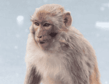 Monos Rhesus tuvieron resultados alentadores en pruebas de ensayo de vacunas contra el coronavirus.