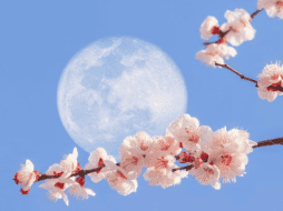 La luna de flores es símbolo de la primavera. AFP