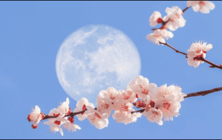 La luna de flores es símbolo de la primavera. AFP