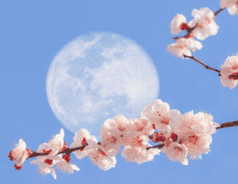 La luna de flores es símbolo de la primavera. AFP