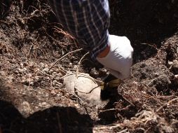 La FGE informó que no abandonará el sitio hasta confirmar que ya no hay indicios en la finca. EFE/Archivo