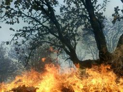 A nivel nacional Jalisco se encuentra en el quinto lugar nacional con mayor número de incendios. ESPECIAL / Semadet