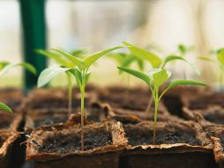 PLANTITAS. Con la composta que prepares, podrás pintar de verde el hogar. PIXABAY