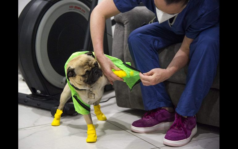 La neuropsicóloga clínica Lucía Ledesma le coloca a su perro equipo protector. AFP/C. Cruz