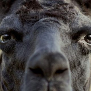 Winter, la llama que puede ser clave para encontrar una cura para el covid-19