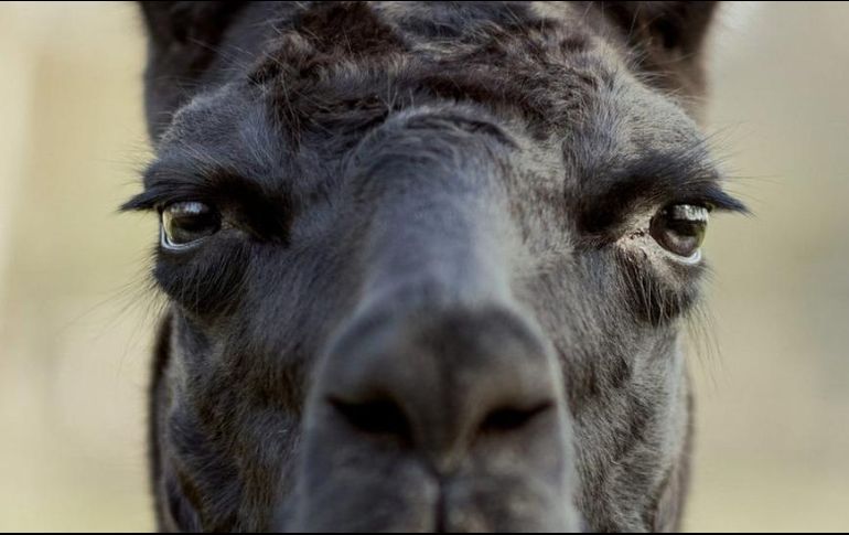 La llama Winter vive en Bélgica. TIM COPPENS
