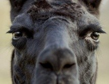 La llama Winter vive en Bélgica. TIM COPPENS