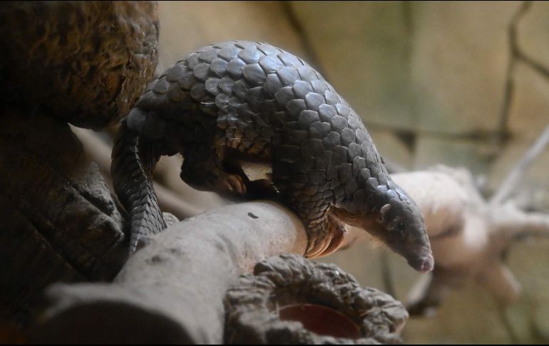 Estudios recientes han demostrado que dicho virus podría haberse originado en los murciélagos; sin embargo, su origen aún es desconocido. AFP / ARCHIVO
