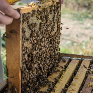 ¿Cómo es la propagación de la enfermedad de las abejas?