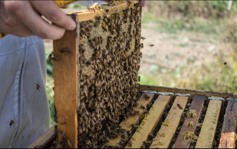 La investigación encontró que el 65 por ciento de las especies de abejas y el 75 por ciento de las especies de flores portaban patógenos. NTX / ARCHIVO