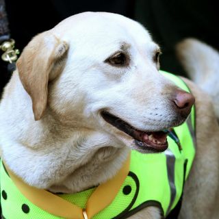 Gran Bretaña inicia prueba con perros para detectar COVID-19