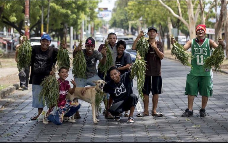 Personas venden hojas de eucalipto este martes en una avenida de Managua; habitantes consideran que el consumo de esta planta ayuda a prevenir el COVID-19. EFE/J. Torres