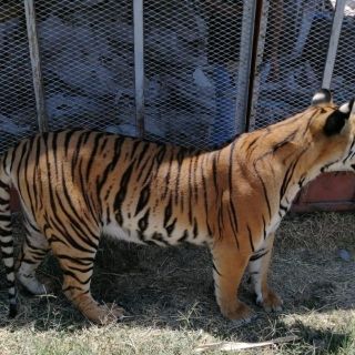 Dan con el tigre 'vagabundo' de Tlaquepaque; se lo quitan a sus dueños