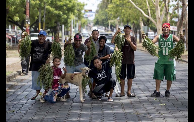 El ramo de hojas de eucalipto se vende entre uno y dos dólares en las calles del país. EFE/J. Torres