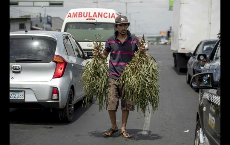 El ramo de hojas de eucalipto se vende entre uno y dos dólares en las calles del país. EFE/J. Torres
