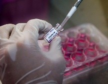 Si los tests sobre los macacos son positivos, los ensayos sobre humanos podrían empezar en octubre y estar disponibles en 