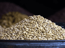 En promedio, el frijol, en sus variantes negro, flor de mayo, se vende hasta en 39 pesos por kilo en diversos estados del país. EL INFORMADOR / ARCHIVO