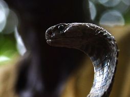 La cobra fue comprada a un criador de serpientes. AFP/ARCHIVO