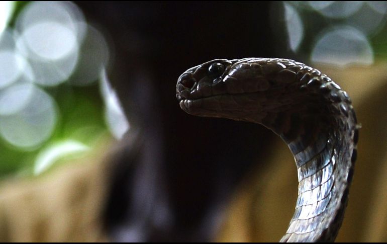 La cobra fue comprada a un criador de serpientes. AFP/ARCHIVO