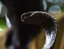 La cobra fue comprada a un criador de serpientes. AFP/ARCHIVO