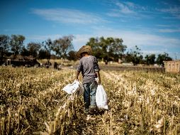 El PIB de las actividades industriales descendió 1.2%, en tanto que el de las agropecuarias aumentó 1.7% en el trimestre enero-marzo del año actual frente al trimestre previo. EL INFORMADOR / ARCHIVO