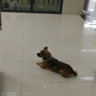 Perro espera más de tres meses en hospital de Wuhan a dueño fallecido