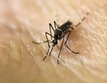 Adelantan que la Universidad y el Gobierno de Jalisco definirán estrategias para trabajar en conjunto contra el dengue. AFP / ARCHIVO