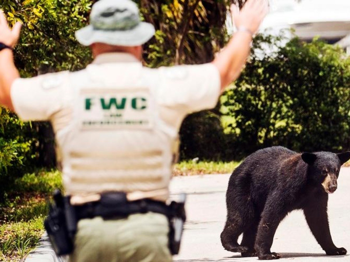  Autoridades capturan a un oso en Florida... con donas